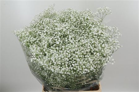 Gyps Pa Cosmic – čerstvý rezaný kvet, dĺžka: 80 cm, pôvod: NL