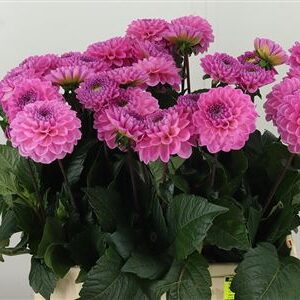 Dahlia Dark Wizard – čerstvý rezaný kvet, dĺžka: 60 cm, pôvod: NL