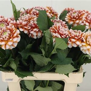 Dahlia Tangarine Dream – čerstvý rezaný kvet, dĺžka: 60 cm, pôvod: NL