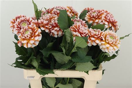 Dahlia Tangarine Dream – čerstvý rezaný kvet, dĺžka: 60 cm, pôvod: NL