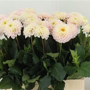Dalia Yvonne Geerling – čerstvý rezaný kvet, dĺžka: 50 cm, pôvod: NL