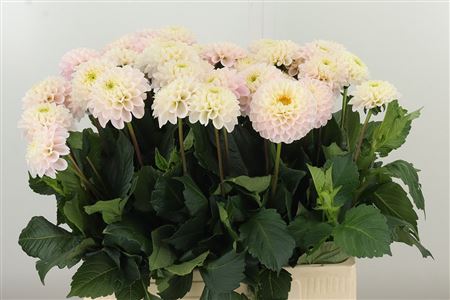 Dalia Yvonne Geerling – čerstvý rezaný kvet, dĺžka: 50 cm, pôvod: NL