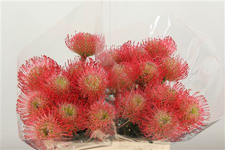 Leucadendron Ayoba Pink rezaný kvet
