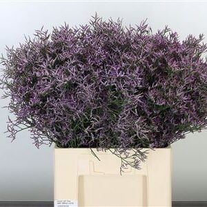 Limon Saf Lilac – čerstvý rezaný kvet, dĺžka: 60 cm, pôvod: KE