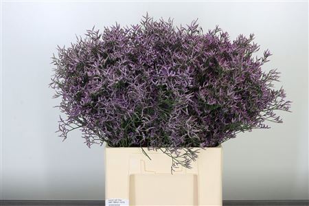 Limonium Limon Saf Lilac