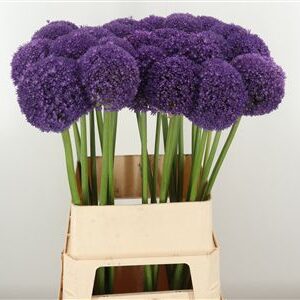 Allium Ambassador – čerstvý rezaný kvet, dĺžka: 90 cm, pôvod: NL