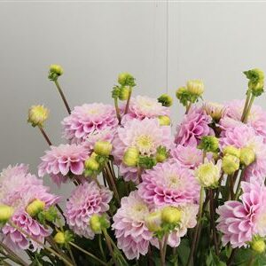 Dahlia Sweet Love Pale Pink – čerstvý rezaný kvet, dĺžka: 50 cm, pôvod: NL