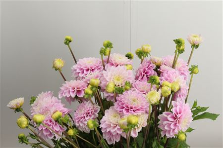 Dahlia Sweet Love Pale Pink – čerstvý rezaný kvet, dĺžka: 50 cm, pôvod: NL