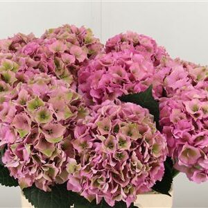 Hydr Cl M Roy Palace Pink – čerstvý rezaný kvet, dĺžka: 65 cm, pôvod: NL