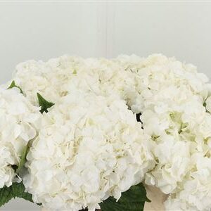 Hydr M Allure – čerstvý rezaný kvet, dĺžka: 60 cm, pôvod: NL