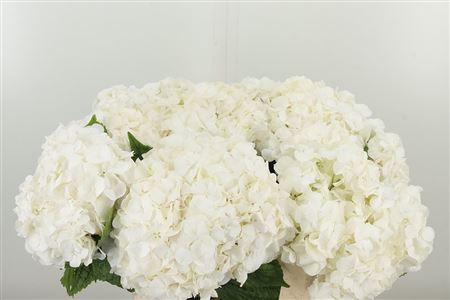 Hydr M Allure – čerstvý rezaný kvet, dĺžka: 60 cm, pôvod: NL
