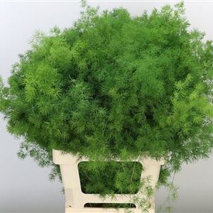 Asparagus Umbellatus 70 cm