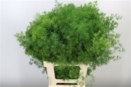 Asparagus Umbellatus 70 cm