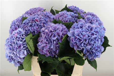 Fialová hortenzia M Cassanova Milka s výškou 80 cm