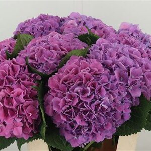 Fialová hortenzia M Cassanova Milka s výškou 80 cm