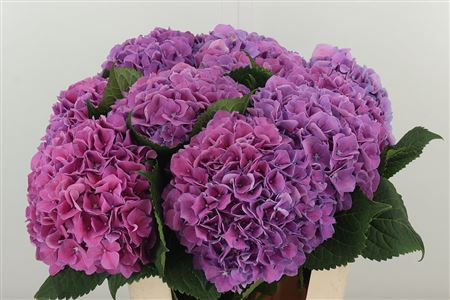 Fialová hortenzia M Cassanova Milka s výškou 80 cm