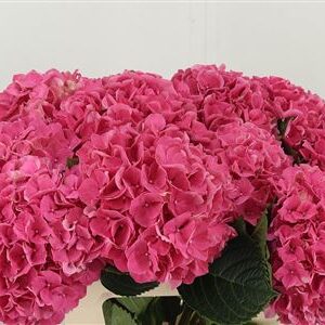 Hortenzia veľkokvetá M Glowing Alps Dark Pink – čerstvý rezaný kvet, dĺžka: 60 cm, pôvod: NL