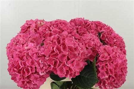 Hortenzia veľkokvetá M Glowing Alps Dark Pink – čerstvý rezaný kvet, dĺžka: 60 cm, pôvod: NL