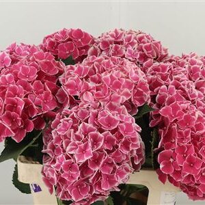 Hydr M My Rio – čerstvý rezaný kvet, dĺžka: 60 cm, pôvod: NL