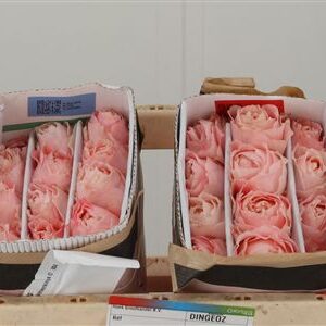R Gr Princess Sakura – čerstvý rezaný kvet, dĺžka: 50 cm, pôvod: KE