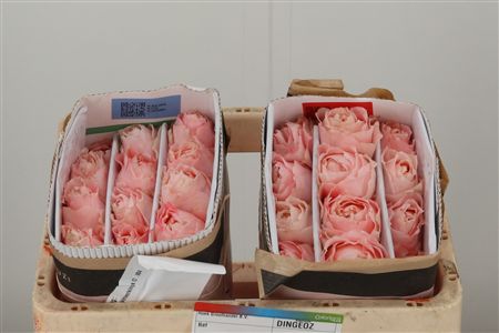 R Gr Princess Sakura – čerstvý rezaný kvet, dĺžka: 50 cm, pôvod: KE
