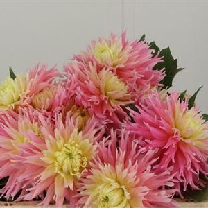 Dahlia Just Married – čerstvý rezaný kvet, dĺžka: 50 cm, pôvod: NL
