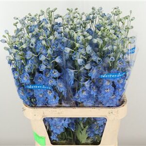 Delph El Kissi Ocean Blue – čerstvý rezaný kvet, dĺžka: 90 cm, pôvod: NL