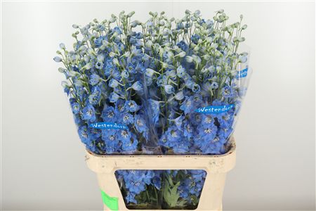 Delph El Kissi Ocean Blue – čerstvý rezaný kvet, dĺžka: 90 cm, pôvod: NL