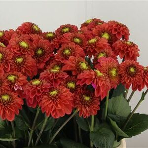 Dahlia Orange Fox – čerstvý rezaný kvet, dĺžka: 60 cm, pôvod: NL