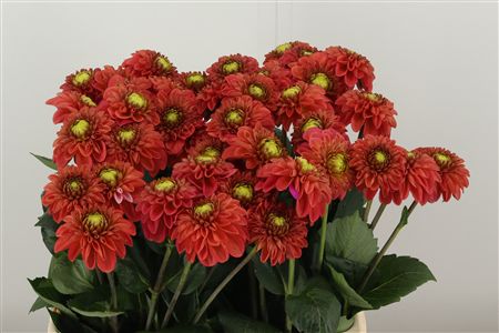 Dahlia Pp Red Fox – čerstvá červená georgína, dĺžka 50 cm
