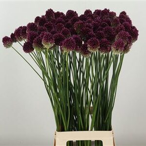 Allium Sphaerocephalon – čerstvý rezaný kvet, dĺžka: 80 cm, pôvod: NL