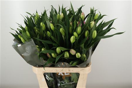 Li Or Double Jamala – čerstvý rezaný kvet, dĺžka: 90 cm, pôvod: NL