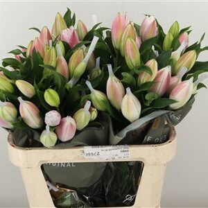 Li Or Double Roselily Diamond L.pink – čerstvý rezaný kvet, dĺžka: 80 cm, pôvod: NL