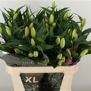 Li Or Double Valente – čerstvý rezaný kvet, dĺžka: 80 cm, pôvod: NL