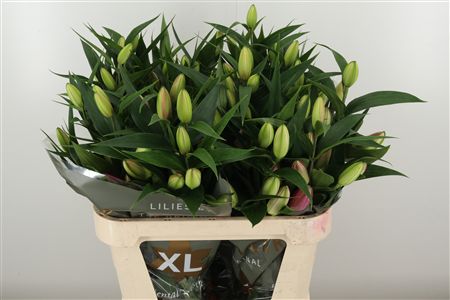Li Or Double Valente – čerstvý rezaný kvet, dĺžka: 80 cm, pôvod: NL