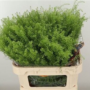 Thlaspi Green Bell 70 cm