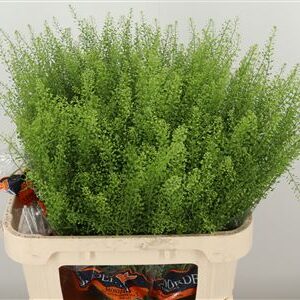 Thlaspi Green Bell – čerstvý rezaný kvet, dĺžka: 80 cm, pôvod: IL