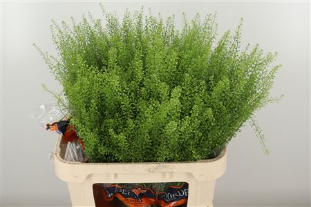 Thlaspi Green Bell – čerstvý rezaný kvet, dĺžka: 80 cm, pôvod: IL