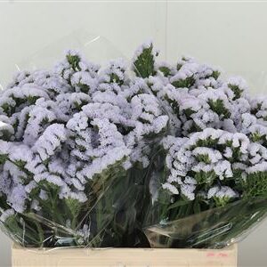 Limonium Sky Wings 80 cm