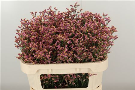 Limon Sin Divine Diamond – čerstvý rezaný kvet, dĺžka: 70 cm, pôvod: NL