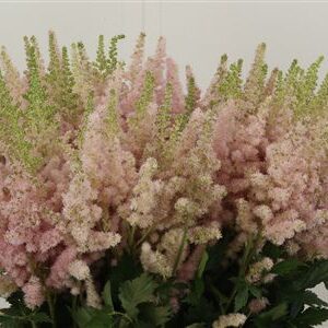 Astilbe China Vissions Inferno 60 cm