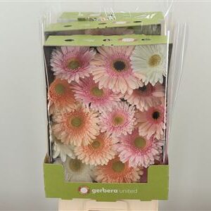Ge Gr @ Mix Pastel Apricot – čerstvý rezaný kvet, dĺžka: 50 cm, pôvod: NL