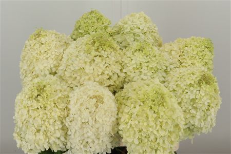 Hydr Pa Limelight – čerstvý rezaný kvet, dĺžka: 60 cm, pôvod: NL