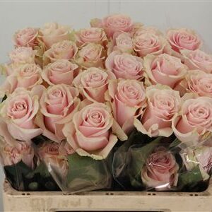 R Eq Pink Mondial – čerstvý rezaný kvet, dĺžka: 50 cm, pôvod: EC