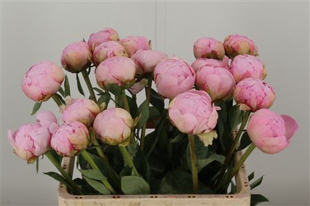 Paeonia Pillow Talk Pale Pink – čerstvý rezaný kvet, dĺžka: 60 cm, pôvod: NL