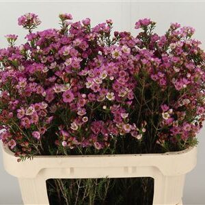 Chamelaucium Early Nir Light Pink – jemný svetloružový rezaný kvet, dĺžka 60 cm
