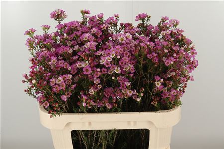 Chamelaucium Early Nir Light Pink – jemný svetloružový rezaný kvet, dĺžka 60 cm