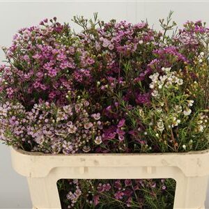 Chamelauc Mix – čerstvý rezaný kvet, dĺžka: 70 cm, pôvod: PE