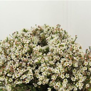 Chamelaucium Sexy Bloom – čerstvý rezaný kvet s dĺžkou 80 cm