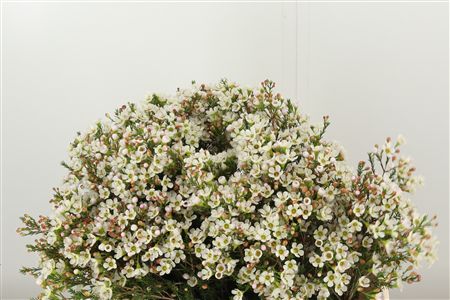 Chamelaucium Sexy Bloom – čerstvý rezaný kvet s dĺžkou 80 cm